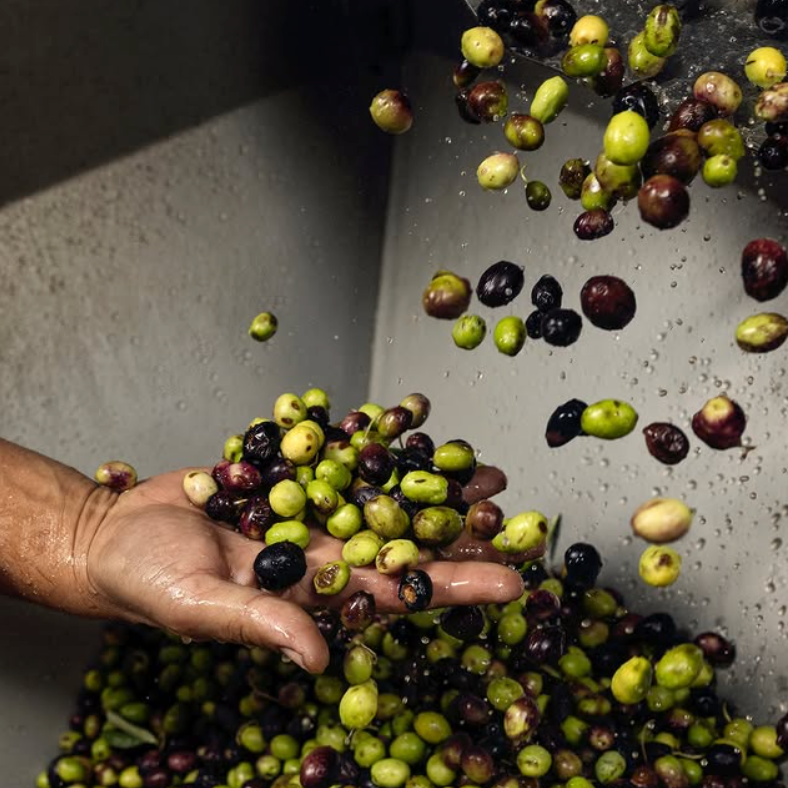 Trespaldum | Selezione Mastrangelo | Fruttato Intenso